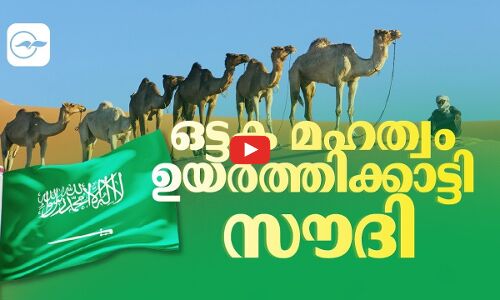 ഒട്ടക മഹത്വം ഉയർത്തിക്കാട്ടി സൗദി...