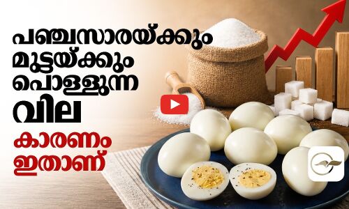 പഞ്ചസാരയ്ക്കും മുട്ടയ്ക്കും പൊള്ളുന്ന വില; കാരണം ഇതാണ്!| Madhyamam |