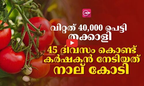 വിറ്റത് 40,000 പെട്ടി തക്കാളി; കർഷകൻ നേടിയത് നാല് കോടി രൂപ