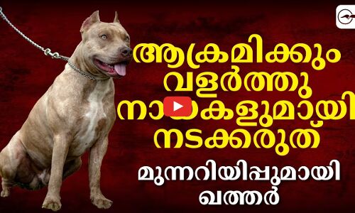 ആക്രമിക്കും വളർത്തുനായകളുമായി നടക്കരുത് ...  മുന്നറിയിപ്പുമായി ഖത്തർ