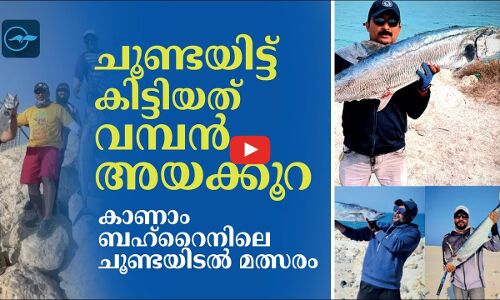 ചൂണ്ടയിട്ട്  കിട്ടിയത് വമ്പൻ അയക്കൂറകൾ.  കാണാം ബഹ്റൈനിലെ ചൂണ്ടയിടൽ മത്സരം