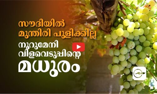 സൗദിയിൽ മുന്തിരി പുളിക്കില്ല നൂറുമേനി വിളവെടുപ്പിന്റെ മധുരം