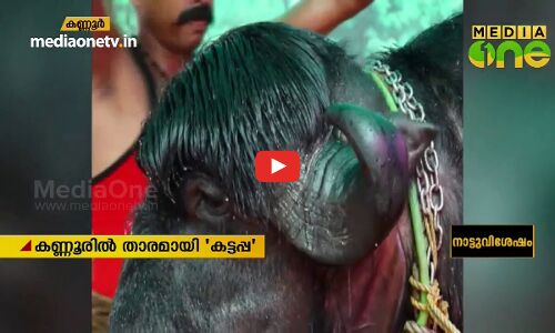 കണ്ണൂരിൽ താരമായി കട്ടപ്പ എന്ന പോത്ത്