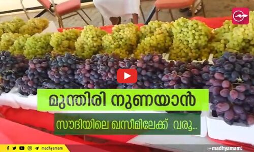 മുന്തിരി നുണയാൻ സൗദിയിലെ ഖസീമിലേക്ക് വരൂ...