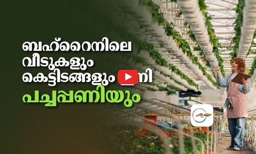ബഹ്റൈനിലെ വീടുകളും കെ​ട്ടി​ട​ങ്ങ​ളും ഇനി പച്ചപ്പണിയും
