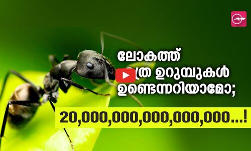 ലോകത്ത് എത്ര ഉറുമ്പുകൾ ഉണ്ടെന്നറിയാമോ?  20,000,000,000,000,000...!