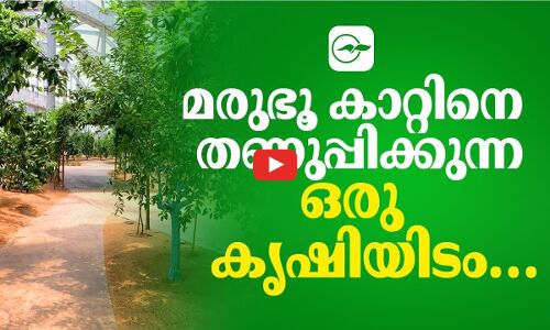 മരുഭൂ കാറ്റിനെ തണുപ്പിക്കുന്ന ​ഒരു കൃഷിയിടം…