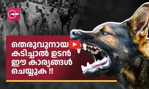തെരുവുനായ കടിച്ചാൽ ഉടൻ ചെയ്യേണ്ട കാര്യങ്ങൾ