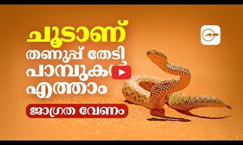 ചൂടാണ്, തണുപ്പ് തേടി പാമ്പുകളെത്താം; ജാഗ്രത വേണം