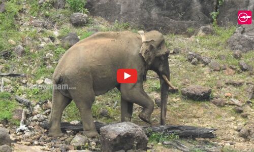 അരിക്കൊമ്പൻ ആരോഗ്യവാനെന്ന് തമിഴ്നാട് വനംവകുപ്പ്