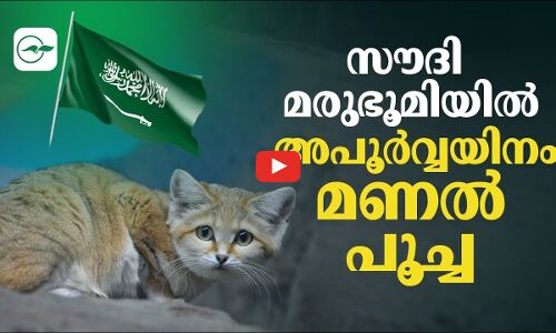 സൗദി മരുഭൂമിയിൽ    അപൂർവ്വയിനം മണൽ പൂച്ച
