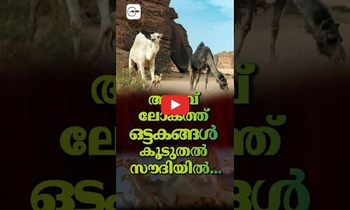അ​റ​ബ് ലോ​ക​ത്ത് ഒ​ട്ട​ക​ങ്ങ​ൾ കൂടുതൽ സൗ​ദിയിൽ...