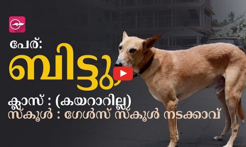നടക്കാവ് ഗേൾസ് സ്കൂളിന്റെ സ്വന്തം ബിട്ടു... പക്ഷെ ക്ലാസിൽ കയറാറില്ല