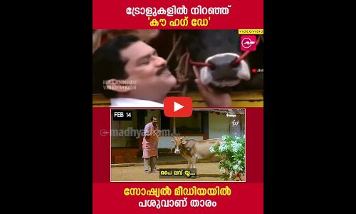 പശുവാണ് താരം; ട്രോളുകളില്‍ നിറഞ്ഞ് കൗ ഹഗ് ഡേ