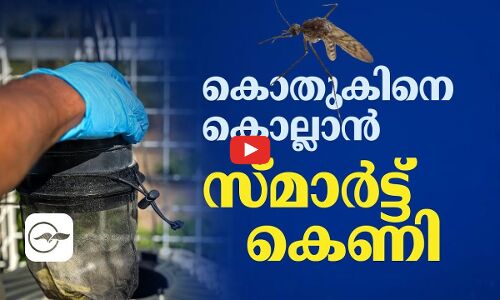 കൊതുകിനെ ​കൊല്ലാൻ​ സ്മാർട്ട് കെണി
