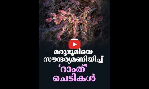 മരുഭൂമിയെ സൗന്ദര്യമണിയിച്ച്​ ‘റാംത്’ ചെടികൾ