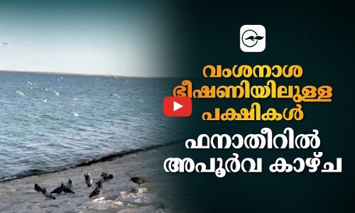 വംശനാശ ഭീഷണിയിലുള്ള പക്ഷികൾ; ഫനാതീറിൽ അപൂർവ കാഴ്ച