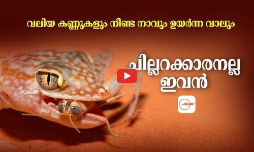വലിയ കണ്ണുകളും, നീണ്ട നാവും, ഉയർന്ന വാലും ചില്ലറക്കാരനല്ല ഇവൻ