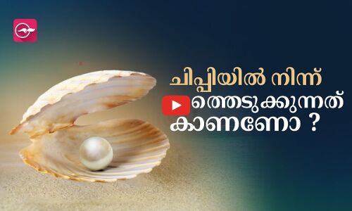 ചിപ്പിയിൽ നിന്ന് മുത്തെടുക്കുന്നത് കാണണോ ?