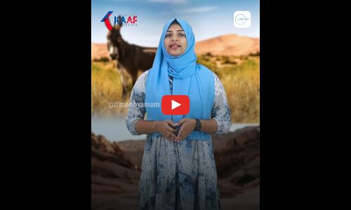 ഒരു നൂറ്റാണ്ടിന്​ ശേഷം അവരെത്തി...  ഏഷ്യൻ കാട്ടുകഴുതകൾ വീണ്ടും സൗദിമണ്ണിൽ