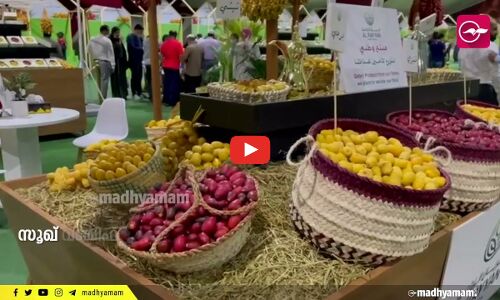 മധുര്യവൈവിധ്യവുമായി ഖത്തറിൽ ഈത്തപ്പഴ സീസൺ