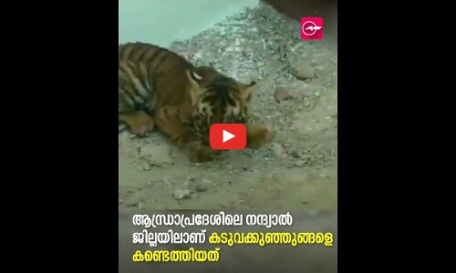 ആന്ധ്രയിലെ വയലിൽ നാല് കടുവക്കുഞ്ഞുങ്ങൾ