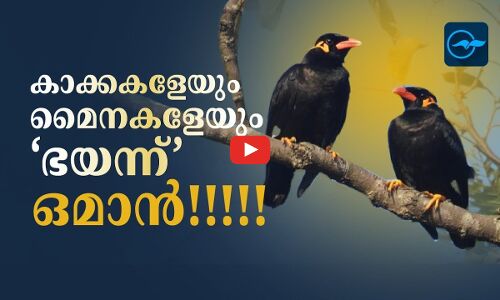 കാക്കകളേയും മൈനകളേയും ‘ഭയന്ന്’ ​ ഒമാൻ!!!!!
