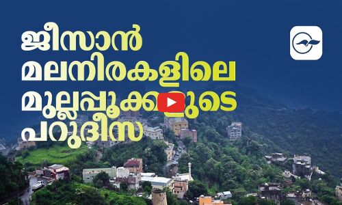 ജീസാൻ മലനിരകളിലെ മുല്ലപ്പൂക്കളുടെ പറുദീസ