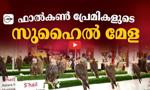 ഫാൽകൺ പ്രേമികളുടെ സുഹൈൽ മേള...