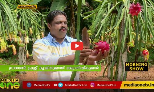 കേരളത്തിലും ഡ്രാഗൺ ഫ്രൂട്ട് വിളയുമെന്ന് തെളിയിച്ചിച്ച് ജ്യോതിഷ് കുമാർ | Kerala Dragon Fruit