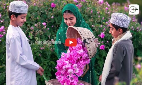 ‘റോസ് ഫെസ്റ്റിവൽ’ മാർച്ച് 30 മുതൽ ജബൽ അഖ്ദറിൽ