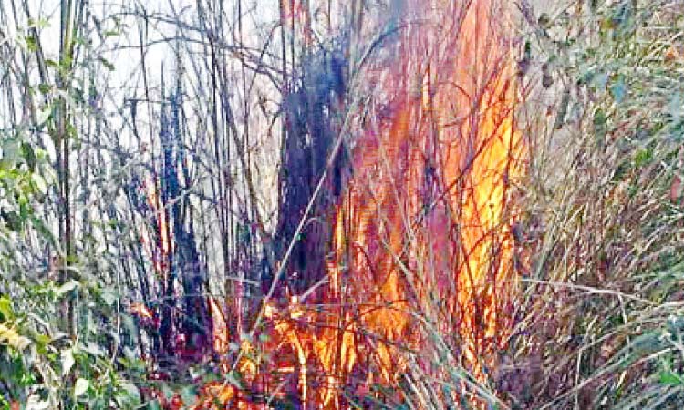 വേനല്‍ കടുത്തു; കാട്ടുതീ ഭീഷണിയില്‍ മലയോര മേഖല