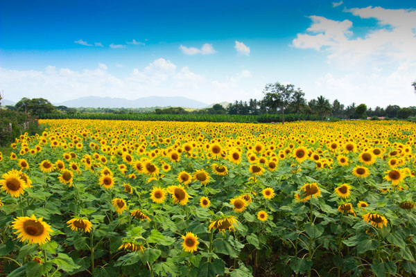 മ​ൾ​ട്ടി​പ്ല​ക്​​സി​ലെ സൂ​ര്യ​കാ​ന്തി​ക​ൾ...