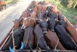 കാലി കടത്തിന് കേന്ദ്രം കടിഞ്ഞാണിടുന്നു