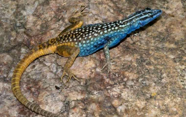 പുതിയ പല്ലിയെ ഇനി വിളിക്കാം ‘ഡേവിഡ് ആറ്റന്‍ബറോ’ എന്ന്