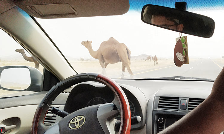 യാമ്പു-ഉംലജ് റോഡിൽ ജാഗ്രത വേണം; വാഹനങ്ങൾ ഒട്ടകത്തിലിടിക്കും