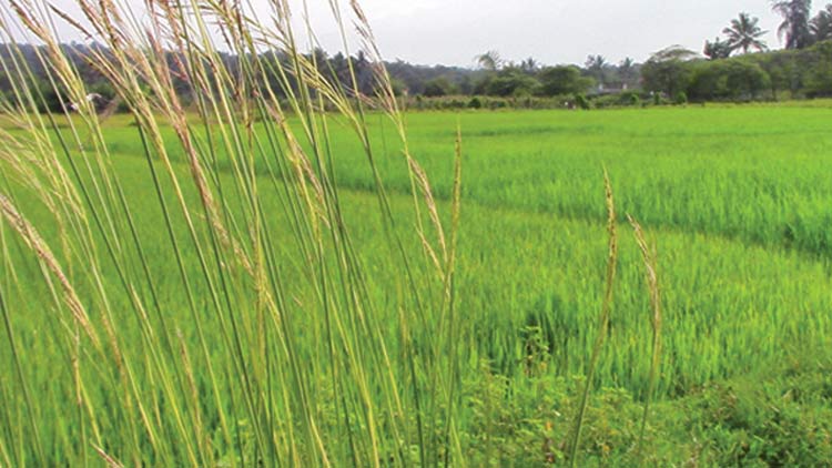 സുഗന്ധം പരത്തി ചേകാടിയിലെ ‘ഗന്ധകശാല’ വയലുകൾ