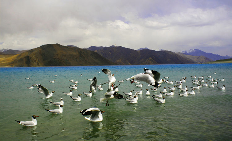 മഞ്ഞിലുറങ്ങുന്ന ജലസുന്ദരി
