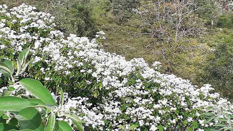 നെലാക്കോട്ടയിൽ ഡിസംബർ മുല്ലയുടെ സുഗന്ധം