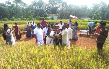 മലമുകളിലും തിളങ്ങി നെൽകതിരുകൾ