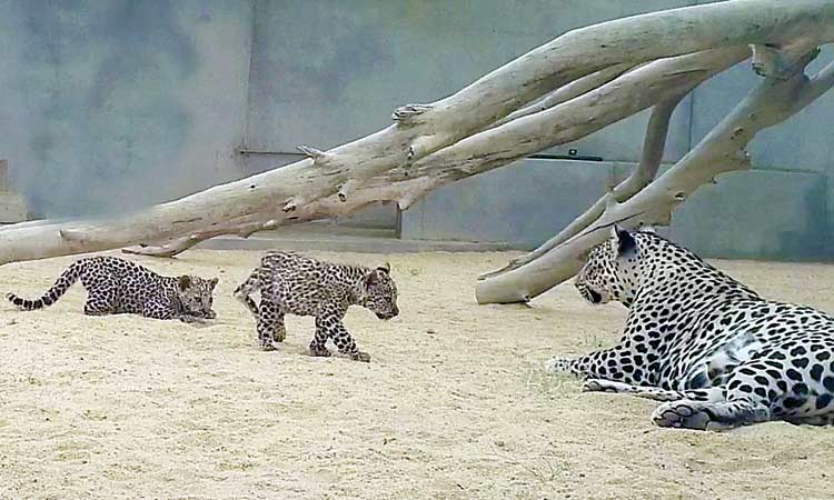 ത്വാഇഫിൽ രണ്ട്​ പുള്ളിപ്പുലികൾ പിറന്നു