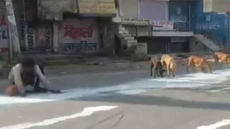 ലോക്​ഡൗൺ ദുരിതം; റോഡിലൊഴുകിയ പാൽ നക്കികുടിക്കുന്ന നായ്​ക്കളും മൺകുടത്തിൽ ​േശഖരിക്കുന്ന മനുഷ്യനും