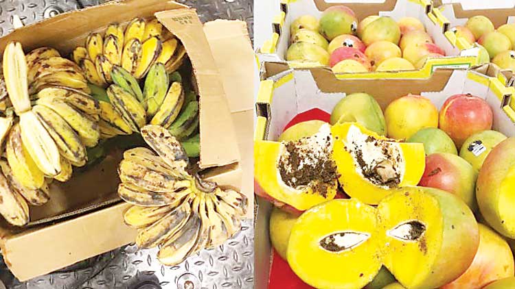 കീ​ട​ബാ​ധ: ഡി​സം​ബ​റി​ൽ ന​ശി​പ്പി​ച്ച​ത്  ആ​റ് ട​ണ്ണി​ല​ധി​കം കാ​ർ​ഷി​കോ​ൽ​പ​ന്ന​ങ്ങ​ൾ