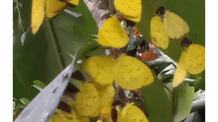 കണിക്കൊന്നപോലെ പൂമ്പാറ്റക്കൂട്ടം