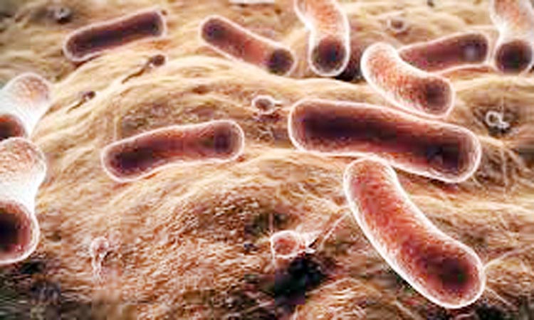 Bacteria