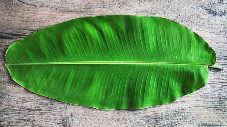 Banana Leaf