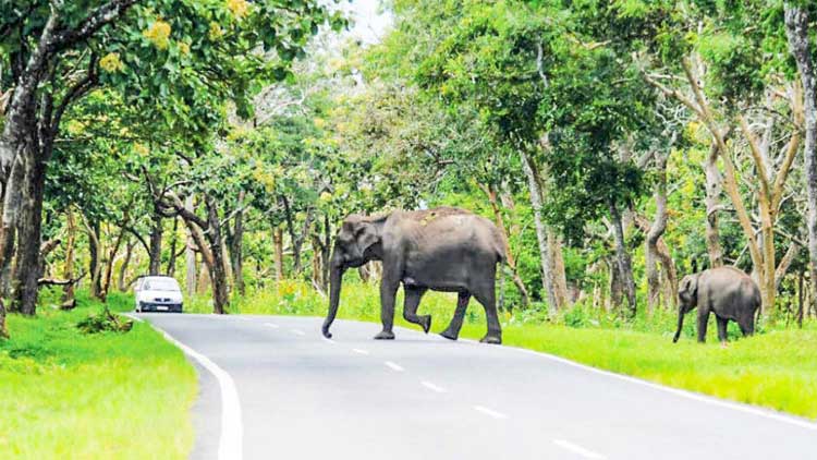 ബന്ദിപ്പൂർ പാത: വിട്ടുവീഴ്ചക്കില്ലാതെ കർണാടക ബന്ദിപ്പൂർ പാത: വിട്ടുവീഴ്ചക്കില്ലാതെ കർണാടക
