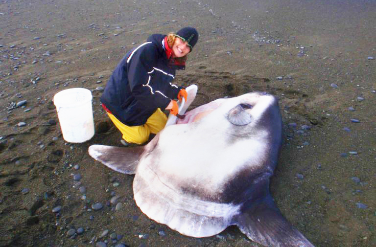 ഹു​ഡ്​​വി​ങ്ക​ർ സ​ൺ​ഫി​ഷ്,  മീ​ൻ വ​ർ​ഗ​ത്തി​ലെ പു​തു​താ​രം