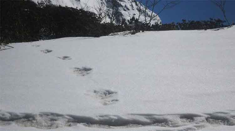 ഹിമാലയത്തിൽ കണ്ടെത്തിയ കാൽപ്പാടുകൾ യെതിയു​െടതല്ല; കരടിയുടെതെന്ന്​ നേപാൾ