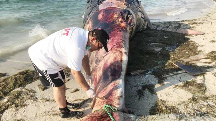 തിമിംഗലത്തി​െൻറ ശവം കരക്കടിഞ്ഞു;  സാമ്പിൾ പരിശോധനക്ക്​ അയച്ചു
